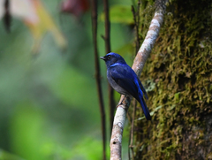 Niltava macgrigoriae