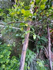 Citrus × latifolia