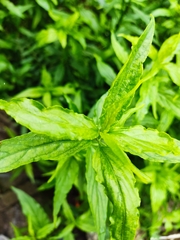 Clinacanthus nutans