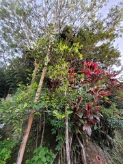 Citrus × latifolia