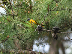 Pericrocotus ethologus