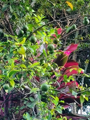 Citrus × latifolia