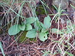 Ophrys fusca