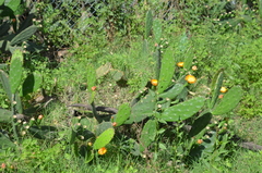 Opuntia megapotamica