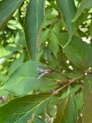 Rhagio