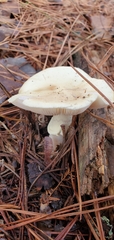 Amanita lavendula