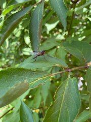 Rhagio