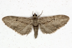 Eupithecia phoeniceata