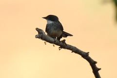 Rhipidura rufiventris