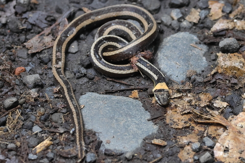 Boie's Many-tooth Snake