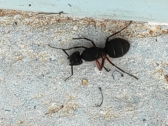 Camponotus rufipes