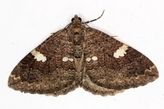 Larentia malvata