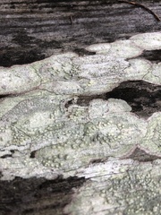 Lecanora strobilina