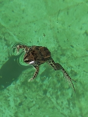 Leptodactylus fuscus