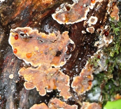 Stereum sanguinolentum