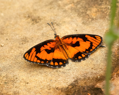 Byblia anvatara