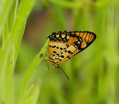Byblia anvatara