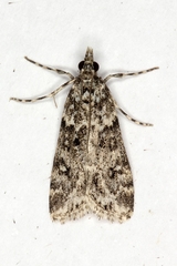 Eudonia lineola