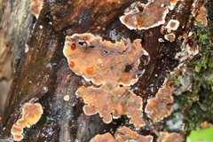 Stereum sanguinolentum