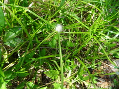 Eurema hecabe solifera