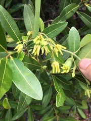 Vincetoxicum biglandulosum