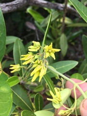 Vincetoxicum biglandulosum