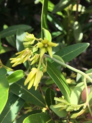 Vincetoxicum biglandulosum