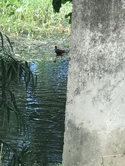 Jacana