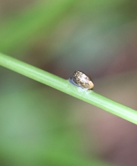 Hygromia cinctella