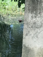 Jacana