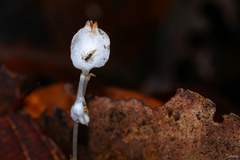 Burmannia