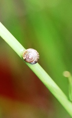 Hygromia cinctella