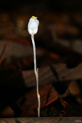 Burmannia