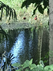 Jacana