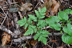 Sceptridium robustum