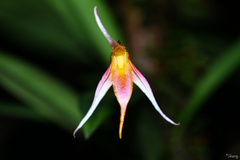 Bulbophyllum