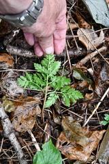 Sceptridium robustum