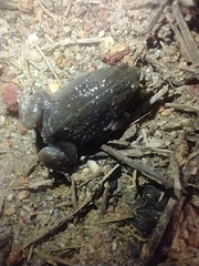 Hypopachus variolosus