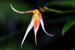 Bulbophyllum