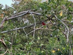 Piranga rubra