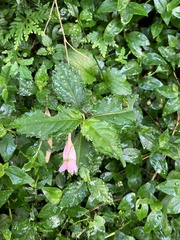 Impatiens uniflora