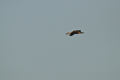 Dendrocygna javanica