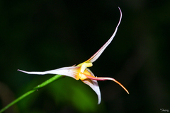 Bulbophyllum