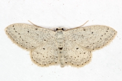 Idaea minuscularia