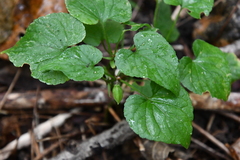 Viola acuminata