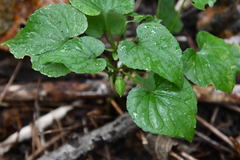 Viola acuminata