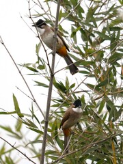 Pycnonotus xanthorrhous