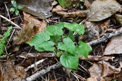 Viola acuminata