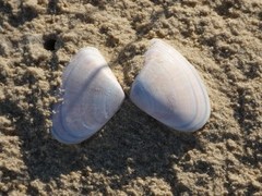 Latona deltoides