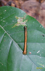 Haemadipsa guangchuanensis